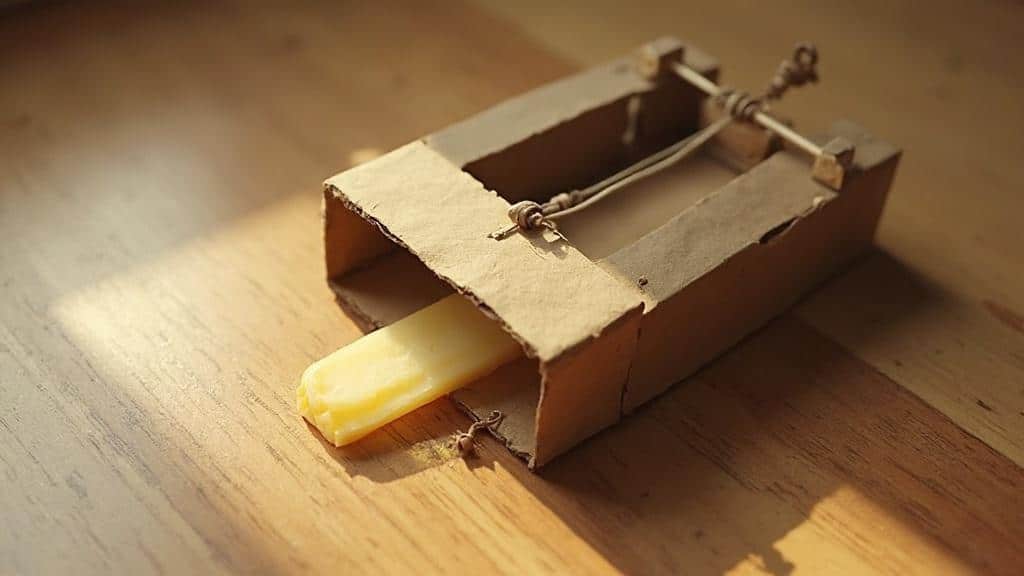 Comment fabriquer un piège à souris maison ? - ADPC-77 : Votre plombier